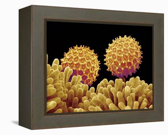 Pollen on pistel of Morning glory-Micro Discovery-Framed Premier Image Canvas