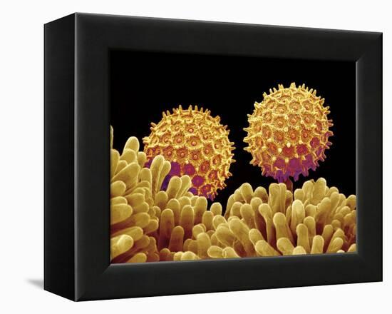 Pollen on pistel of Morning glory-Micro Discovery-Framed Premier Image Canvas