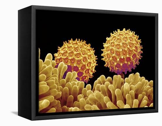 Pollen on pistel of Morning glory-Micro Discovery-Framed Premier Image Canvas