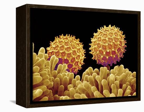 Pollen on pistel of Morning glory-Micro Discovery-Framed Premier Image Canvas