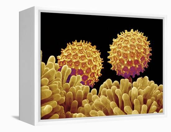 Pollen on pistel of Morning glory-Micro Discovery-Framed Premier Image Canvas