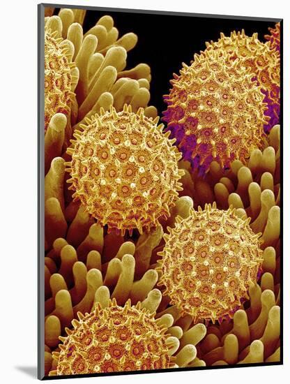 Pollen on pistel of Morning glory-Micro Discovery-Mounted Photographic Print