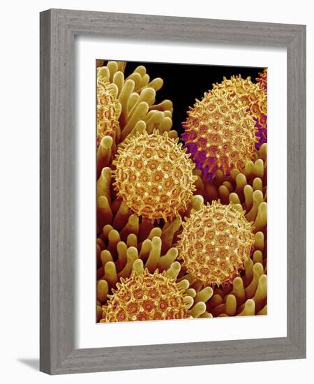 Pollen on pistel of Morning glory-Micro Discovery-Framed Photographic Print