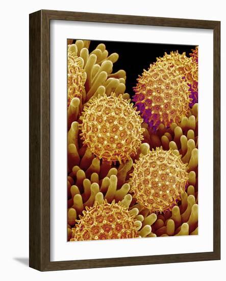 Pollen on pistel of Morning glory-Micro Discovery-Framed Photographic Print