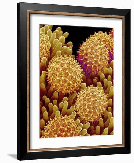 Pollen on pistel of Morning glory-Micro Discovery-Framed Photographic Print