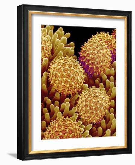 Pollen on pistel of Morning glory-Micro Discovery-Framed Photographic Print