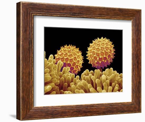 Pollen on pistel of Morning glory-Micro Discovery-Framed Photographic Print