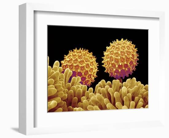 Pollen on pistel of Morning glory-Micro Discovery-Framed Photographic Print