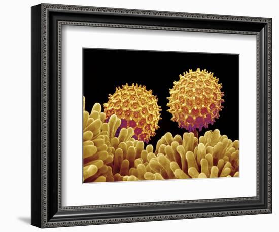 Pollen on pistel of Morning glory-Micro Discovery-Framed Photographic Print