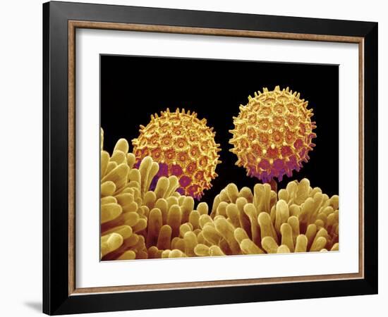 Pollen on pistel of Morning glory-Micro Discovery-Framed Photographic Print