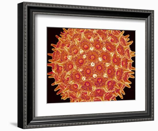 Pollen on pistel of  Morning glory-Micro Discovery-Framed Photographic Print