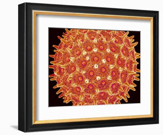 Pollen on pistel of  Morning glory-Micro Discovery-Framed Photographic Print