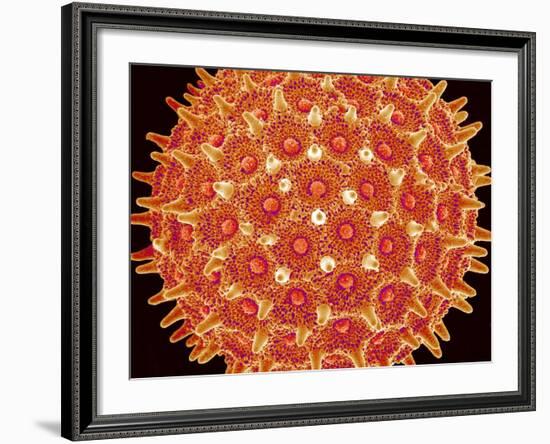 Pollen on pistel of  Morning glory-Micro Discovery-Framed Photographic Print