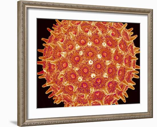 Pollen on pistel of  Morning glory-Micro Discovery-Framed Photographic Print