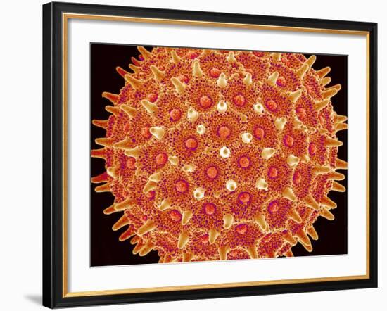 Pollen on pistel of  Morning glory-Micro Discovery-Framed Photographic Print