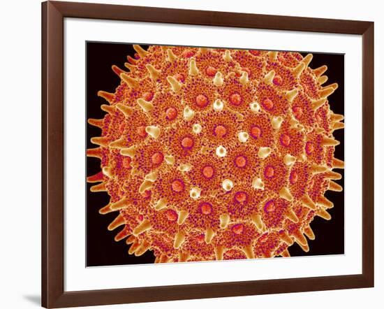 Pollen on pistel of  Morning glory-Micro Discovery-Framed Photographic Print