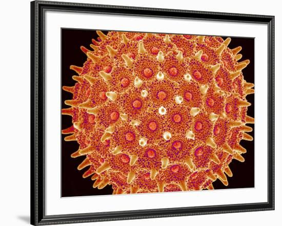 Pollen on pistel of  Morning glory-Micro Discovery-Framed Photographic Print