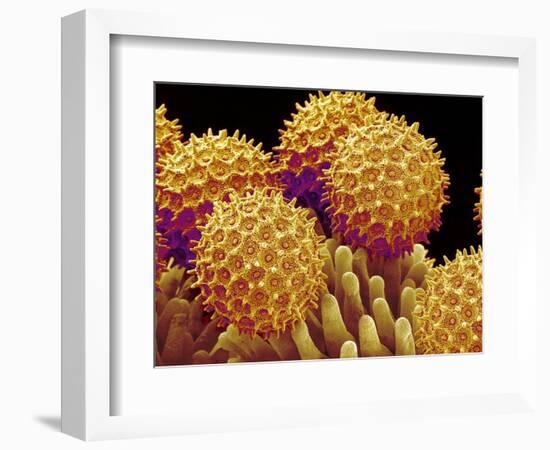 Pollen on pistel of Morning glory-Micro Discovery-Framed Photographic Print