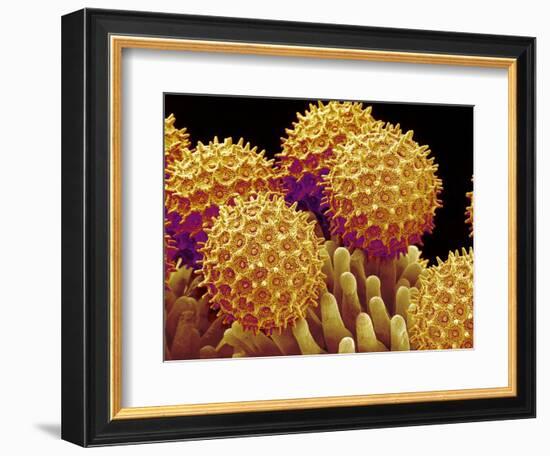 Pollen on pistel of Morning glory-Micro Discovery-Framed Photographic Print