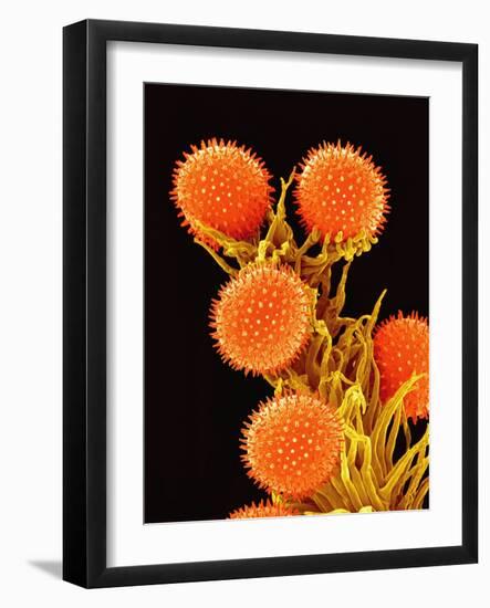 Pollen on Pistil of a Mallow Plant-Micro Discovery-Framed Photographic Print