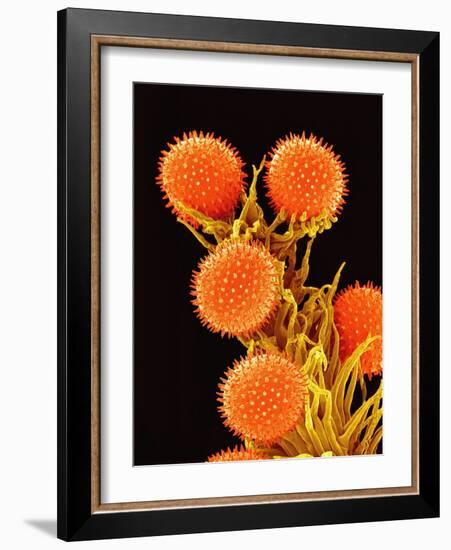 Pollen on Pistil of a Mallow Plant-Micro Discovery-Framed Photographic Print