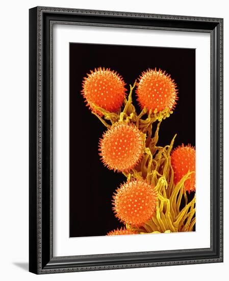 Pollen on Pistil of a Mallow Plant-Micro Discovery-Framed Photographic Print