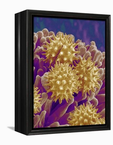 Pollen on Pistil of Cosmos-Micro Discovery-Framed Premier Image Canvas