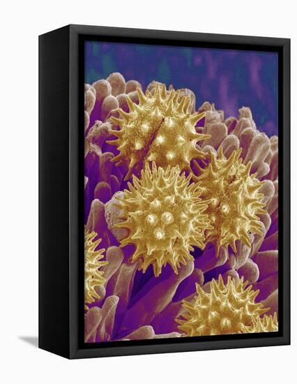 Pollen on Pistil of Cosmos-Micro Discovery-Framed Premier Image Canvas