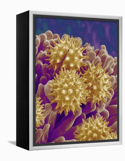 Pollen on Pistil of Cosmos-Micro Discovery-Framed Premier Image Canvas