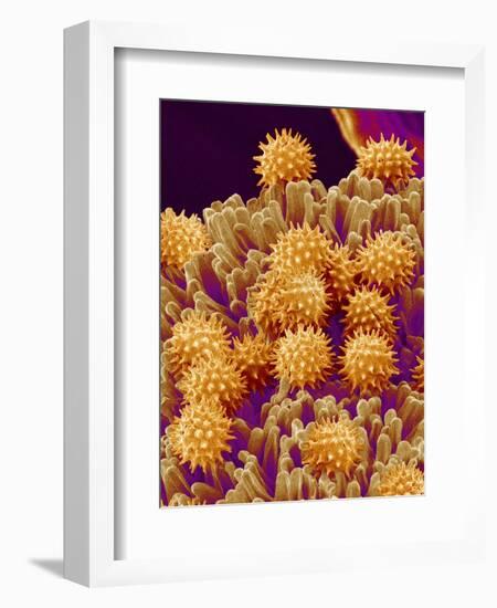 Pollen on Pistil of Cosmos-Micro Discovery-Framed Photographic Print