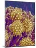 Pollen on Pistil of Cosmos-Micro Discovery-Mounted Photographic Print