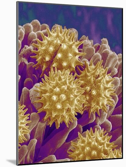 Pollen on Pistil of Cosmos-Micro Discovery-Mounted Photographic Print
