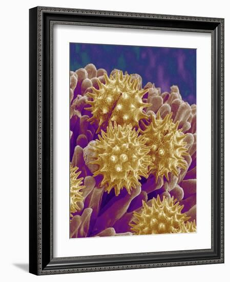 Pollen on Pistil of Cosmos-Micro Discovery-Framed Photographic Print