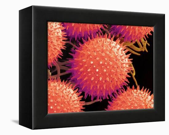 Pollen on Pistil of Mallow-Micro Discovery-Framed Premier Image Canvas