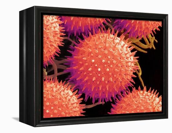 Pollen on Pistil of Mallow-Micro Discovery-Framed Premier Image Canvas