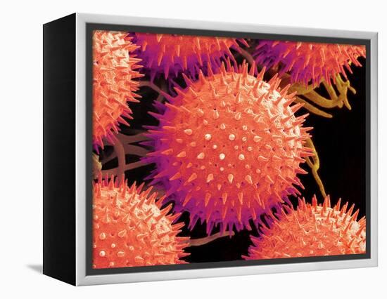 Pollen on Pistil of Mallow-Micro Discovery-Framed Premier Image Canvas