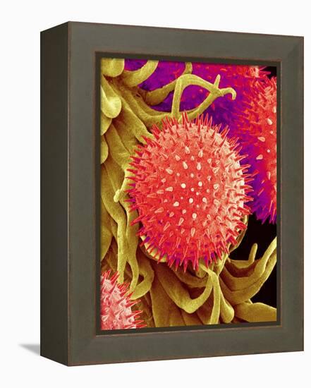 Pollen on Pistil of Mallow-Micro Discovery-Framed Premier Image Canvas