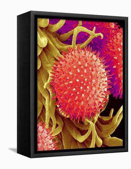 Pollen on Pistil of Mallow-Micro Discovery-Framed Premier Image Canvas
