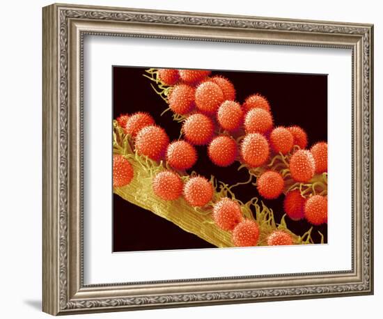 Pollen on Pistil of Mallow-Micro Discovery-Framed Photographic Print