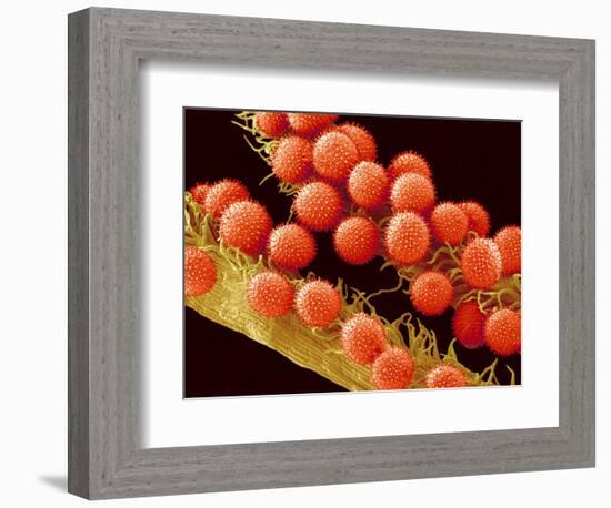 Pollen on Pistil of Mallow-Micro Discovery-Framed Photographic Print