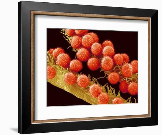 Pollen on Pistil of Mallow-Micro Discovery-Framed Photographic Print