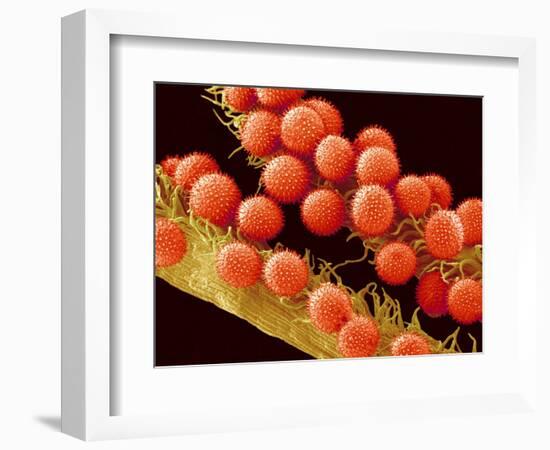 Pollen on Pistil of Mallow-Micro Discovery-Framed Photographic Print