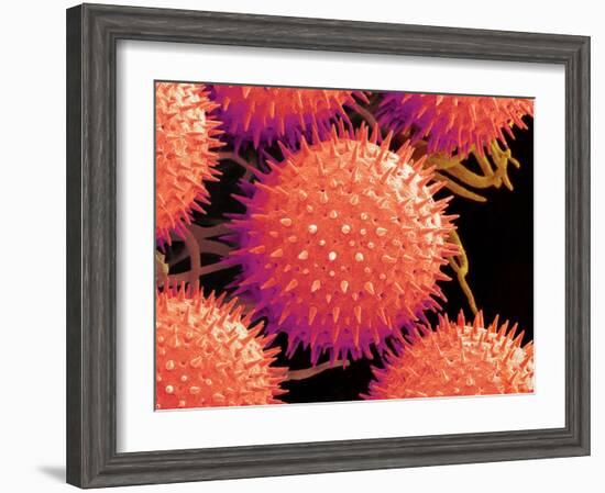 Pollen on Pistil of Mallow-Micro Discovery-Framed Photographic Print