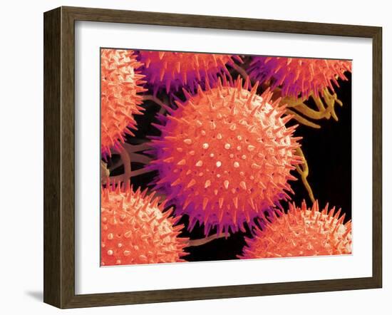 Pollen on Pistil of Mallow-Micro Discovery-Framed Photographic Print