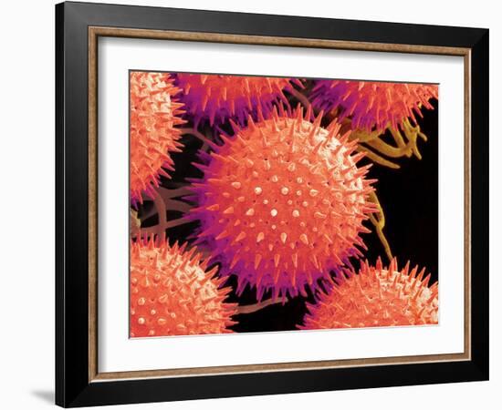 Pollen on Pistil of Mallow-Micro Discovery-Framed Photographic Print