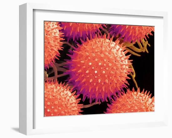 Pollen on Pistil of Mallow-Micro Discovery-Framed Photographic Print