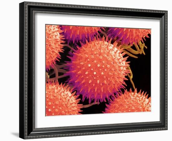 Pollen on Pistil of Mallow-Micro Discovery-Framed Photographic Print