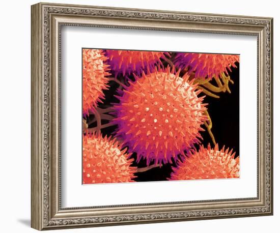 Pollen on Pistil of Mallow-Micro Discovery-Framed Photographic Print