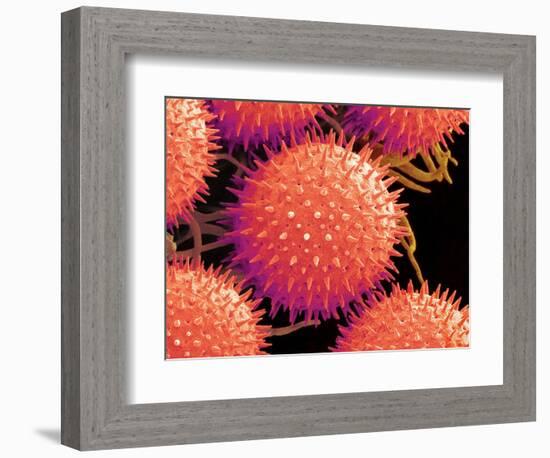 Pollen on Pistil of Mallow-Micro Discovery-Framed Photographic Print