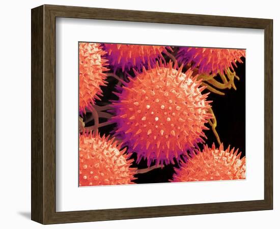 Pollen on Pistil of Mallow-Micro Discovery-Framed Photographic Print